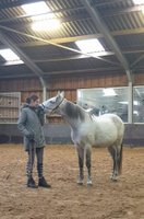 Paardencoach