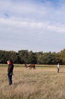 Coachen in een kudde én kennismaken met paarden